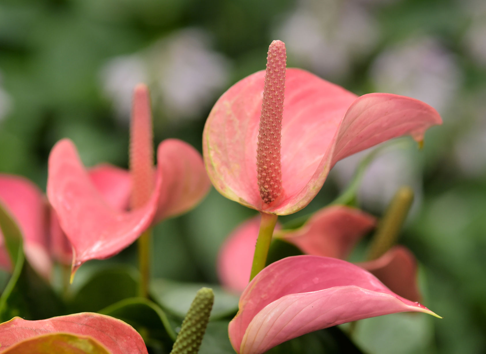 Anthurium